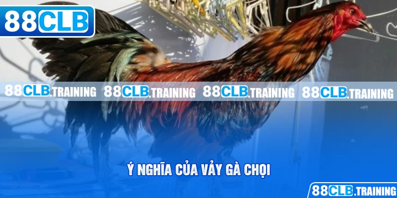 Ý nghĩa của vảy gà chọi